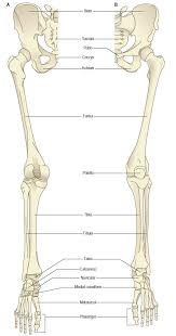 In humans the neck of the femur connects the shaft and head at a 125 degree angle, which is efficient for walking. On The Left A Posterior View Of The Of The Bones Of The Lower Limb Download Scientific Diagram