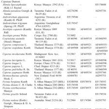 Image result for Courtoisina assimilis