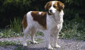 Daarna verschenen ze in de 17e en 18e eeuw. Kooikerhondje Dog Breed Information