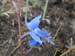 Image result for Disperis dicerochila