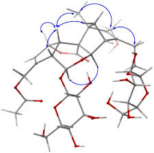 Image result for Morinda asteroscepa