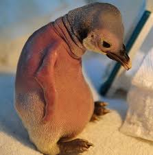 Baby Bird With No Feathers These 15 Animals Without Hair Are Barely Recognizable Hairless Animals Baby Penguins Cute Animal Pictures