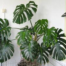 Monstera Deliciosa Fruit Salad Plant Large House Plants Indoor Plants Plant Decor Indoor