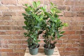 Image result for Ficus tesselata