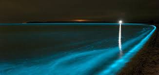 Als meeresleuchten werden lichterscheinungen im meer bezeichnet, die der biolumineszenz zugerechnet werden. Biolumineszenz In Den Gippsland Lakes Victoria Australien Mutter Natur Reisetipps Urlaub