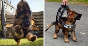 Maybe you would like to learn more about one of these? 89 German Shepherd Puppy Photos That Show Just How Cute These Intelligent Dogs Can Be Mimicnews