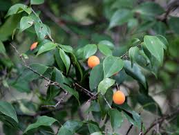 Image result for Strychnos usambarensis