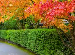 Image result for Živý plot z habru