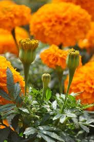 Find medical & recreational marijuana dispensaries, brands, deliveries, deals & doctors near you. 720 Flower Buds Ideas Flower Bud Beautiful Flowers Planting Flowers