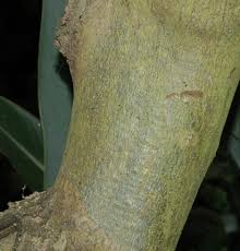 Image result for Cordia monoica