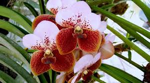 Top 10 flowers in the philippines. List Of Flowers In The Philippines