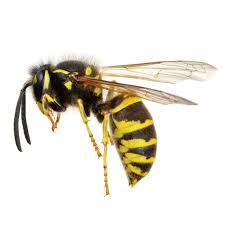 Most paper wasps in north. Wasps Facts Identification Control Prevention