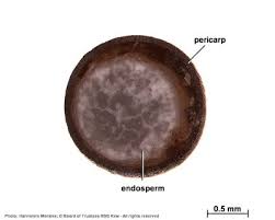 Image result for Pentameris