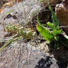 Image result for Ledebouria revoluta