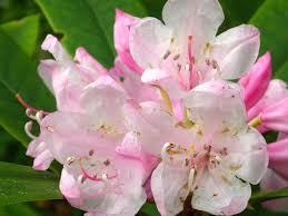Our State Flower Pacific Rhododendron Flowers Home Garden Images Rhododendron