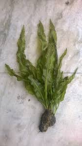 Image result for Aponogetonaceae