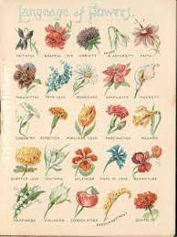 We did not find results for: Meaning Of Flowers Flower Language Symbolism What Does That Flower Mean