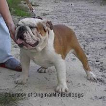 Free dog classifieds pawbe is here to help you find the perfect puppy for you and your family breeders and puppy owners can list their cute puppies here. Puppyfind Miniature Bulldog Puppies For Sale