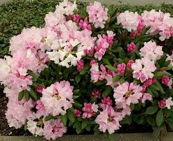 Rhododendron Yakushimanum Silberwolke Rhododendron Planting Flowers Tree Identification