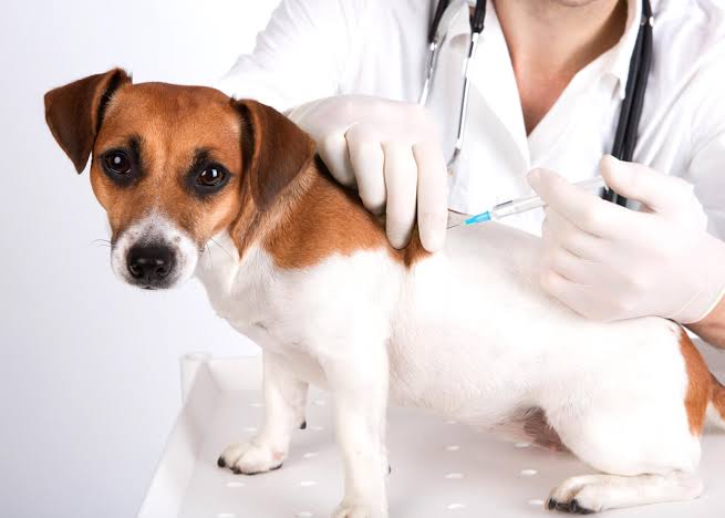 Resultado de imagen de vacunas para tu perro"