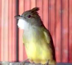 Suara burung jenggot mini /ciung air cocok digunakan untuk pancingan burung macet. Mengenal Jenis Cucak Jenggot Beserta Harga Dan Suara