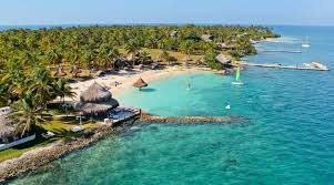 Image result for Faroa involucrata