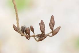 Image result for Hymenodictyon