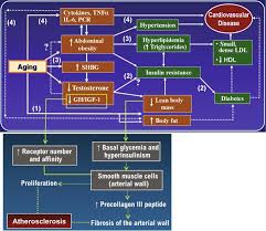 Image result for Body Composition Changes with Aging