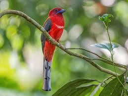 Image result for Erythrococca trichogyne