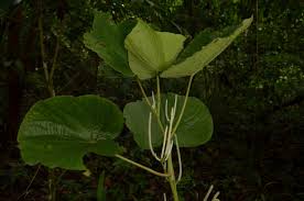Image result for Piper umbellatum