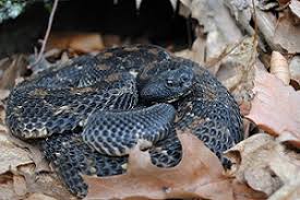 Check spelling or type a new query. Timber Rattlesnake Nys Dept Of Environmental Conservation