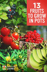 California table grape grower first to receive sustainable certification. 13 Best Fruits And Berries You Can Easily Grow In A Container Garden