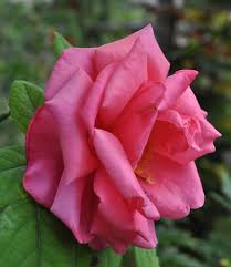 Pernetiana Hybrid Tea Rose Rosa Souvenir De Georges Pernet France 1921 Guller Cicek Bitki