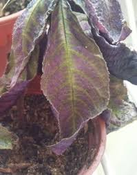 Belonging to the plant genus solenostemon, the coleus species include five different types of tropical perennial plants. Wilting Plant Overwater Or Lack Of Water Please Help Helpfulgardener Com
