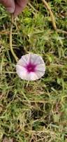 Image result for Ipomoea blepharophylla
