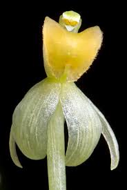 Image result for Eulophia stachyodes