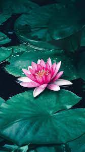 We did not find results for: Lotus Flower Leaves Lake 4k Ultra Hd Mobile Wallpaper