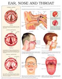 Diagram Of The Mouth Nose And Throat Smartdraw Diagrams