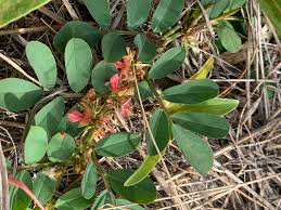 Image result for Indigofera oxalidea