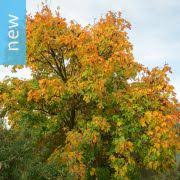 Image result for Haplocoelum