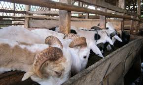 Maybe you would like to learn more about one of these? Proposal Kube Kub Ternak Domba Proposal Ternak Domba Karyaku