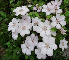 Maybe you would like to learn more about one of these? Waldrebe John Paul Ii Clematis Hybriden John Paul Ii Gunstig Online Kaufen