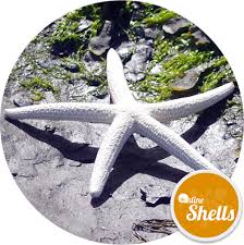 Deck the halls with christmas home decor! Starfish Bleached Large 20 22 5cm Online Shells Buy Sea Shells Onlineshells Co Uk