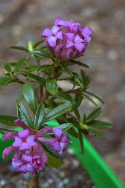 Image result for Thymelaeaceae