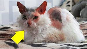 Normal Bir Kedi Yavrusu Sahiplendiklerini Dusunuyorlardi Sasirtici Gercegi Cok Sonra Farkettiler Youtube