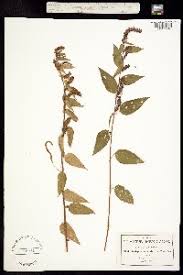 Image result for Acalypha caperonioides