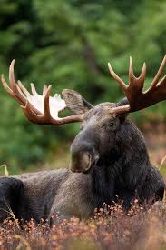 What Do Moose Eat Animals Moose Animal Animals Beautiful