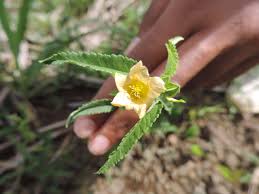 Image result for Sida spinosa