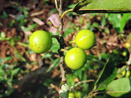 Image result for Peraceae