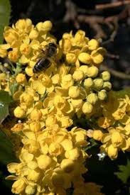 Despite their unique taste, adding them to fruit salad the two hardiest mahonia species are mahonia aquifolium and mahonia repens. Mahonia Aquifolium Oregon Grape Hollyleaved Barberry Oregon Holly Grape Oregon Holly Pfaf Plant Database